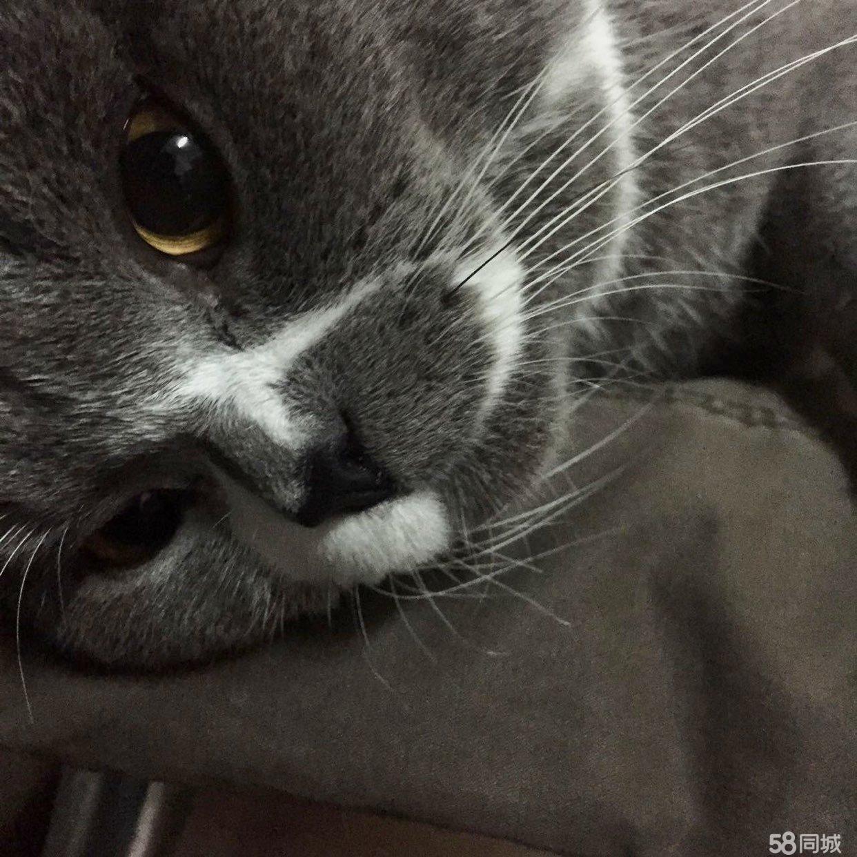 58同城沈阳宠物猫借配_沈阳哪有专业配猫的_沈阳58同城宠物猫