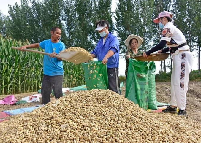 花生新型收获机图片_新型花生收获机_花生收获机报价2021