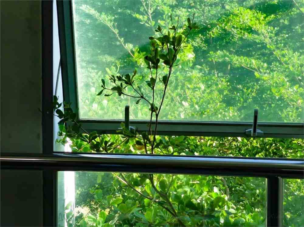 windower