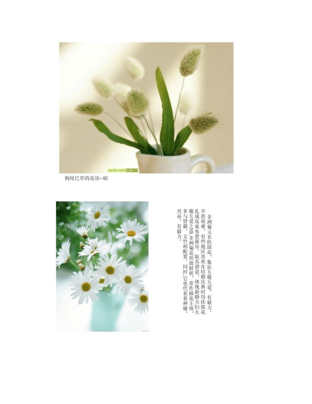 花语翻译成英文_花语翻译英文_花语者翻译