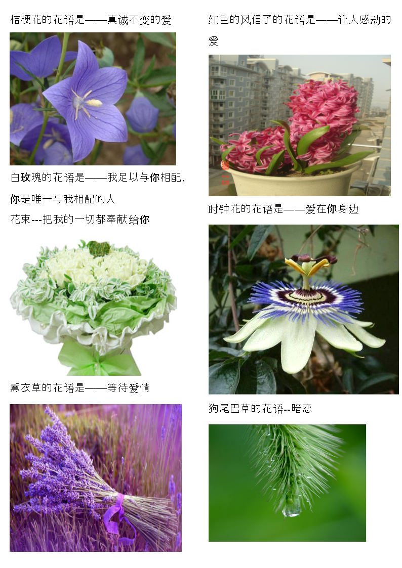 花语翻译成英文_花语者翻译_花语翻译英文