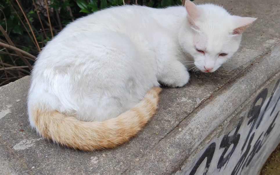 香蒲猫尾草_猫尾香蒲_香蒲和猫尾草是一种植物吗