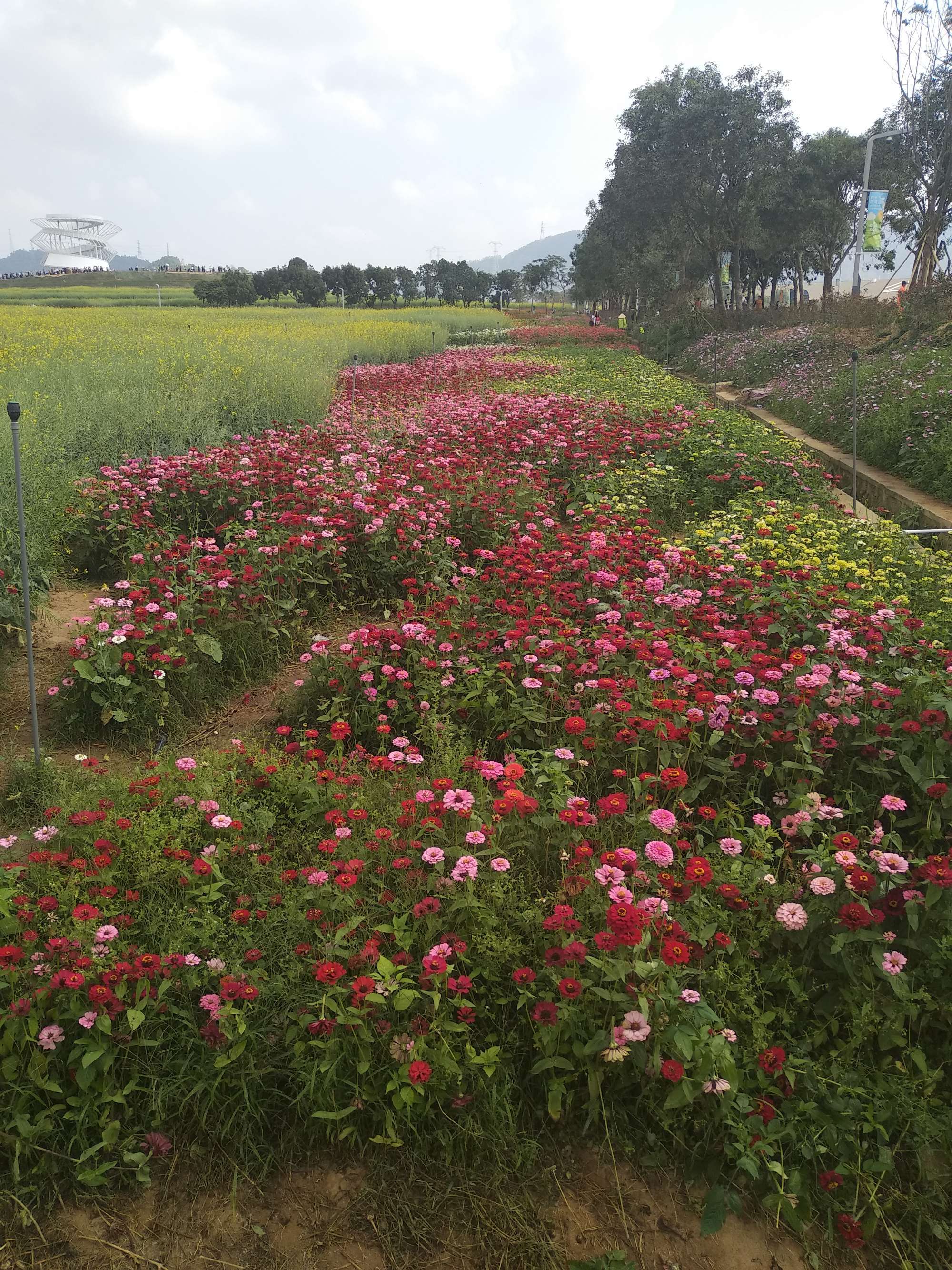 花游_小鸟游十花_侍魂零游蝶花