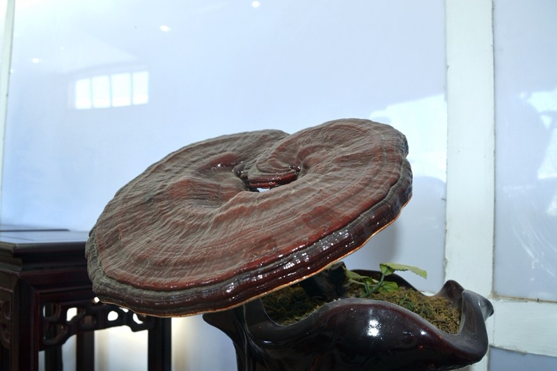 原神中海灵芝_原神海灵芝_源神海灵芝