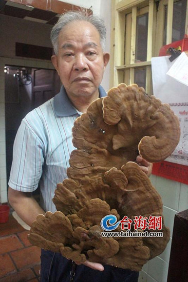 源神海灵芝_原神海灵芝_原神中海灵芝