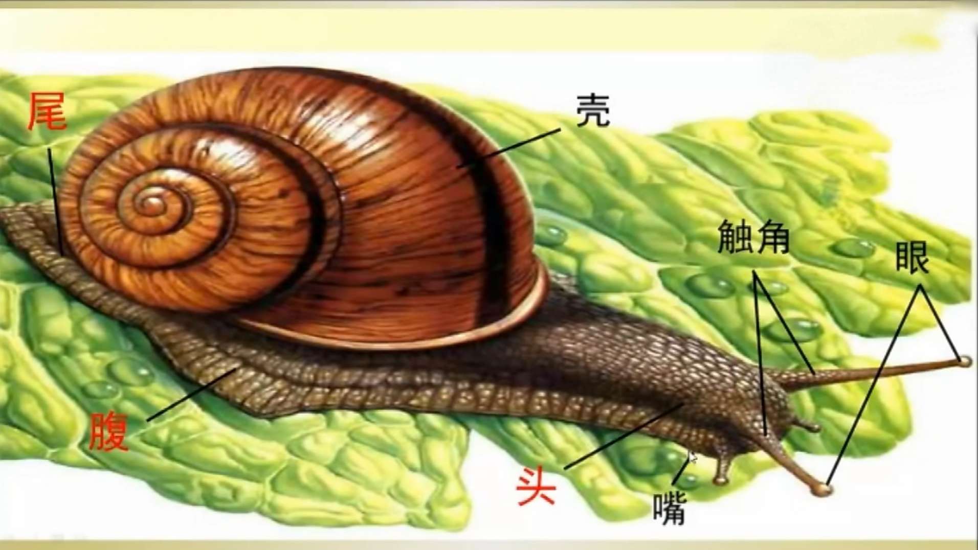 蜗牛壳_壳蜗牛是什么材料_壳蜗牛壳