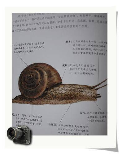 壳蜗牛壳_壳蜗牛是什么材料_蜗牛壳