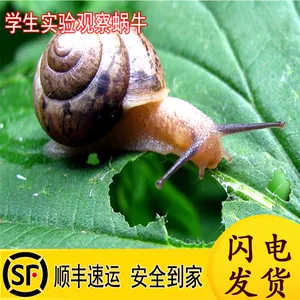 蜗牛壳_壳蜗牛壳_壳蜗牛是什么材料