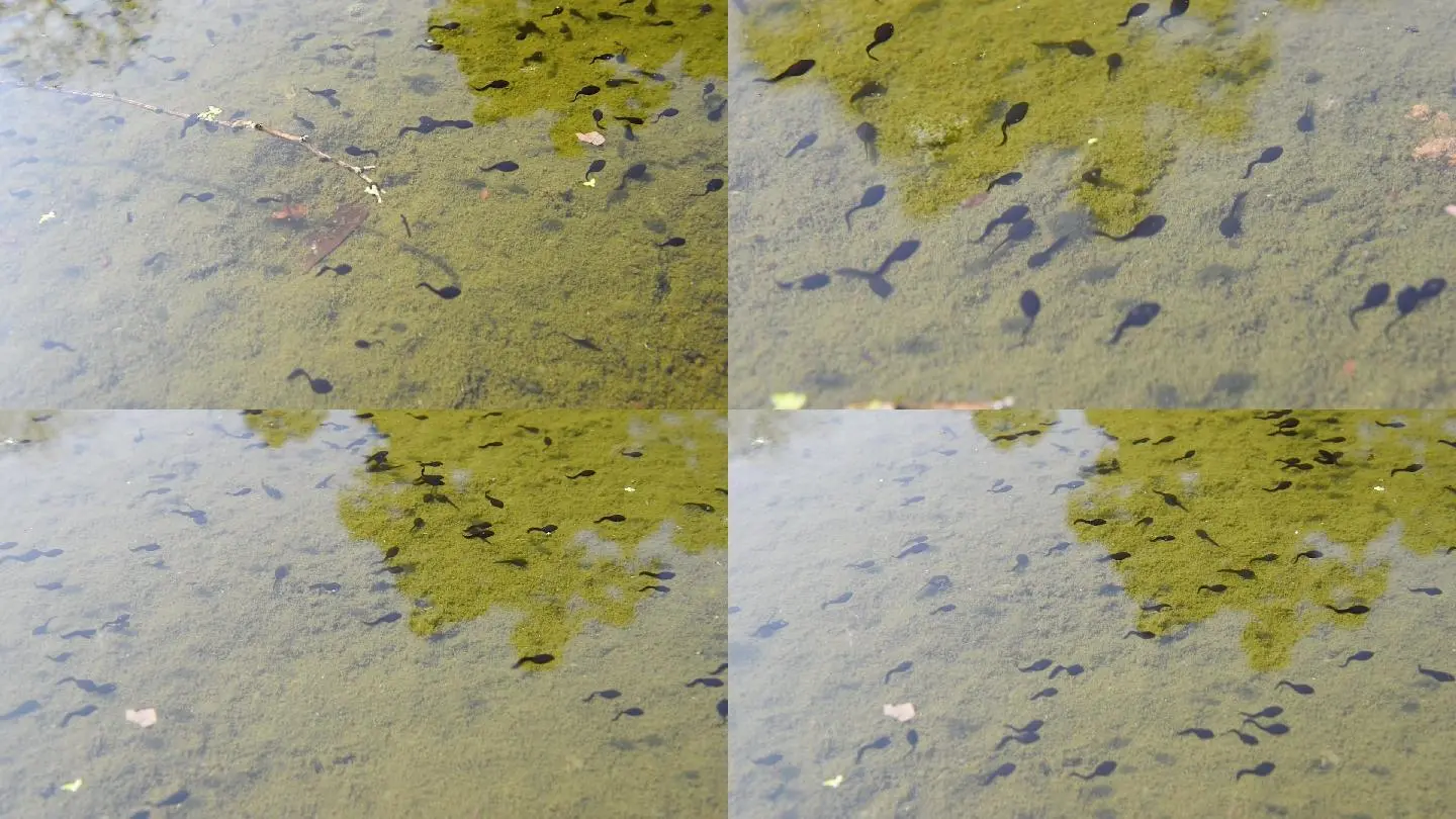 小蝌蚪视频高清观看下载_小蝌蚪视频高清观看下载_小蝌蚪视频高清观看下载