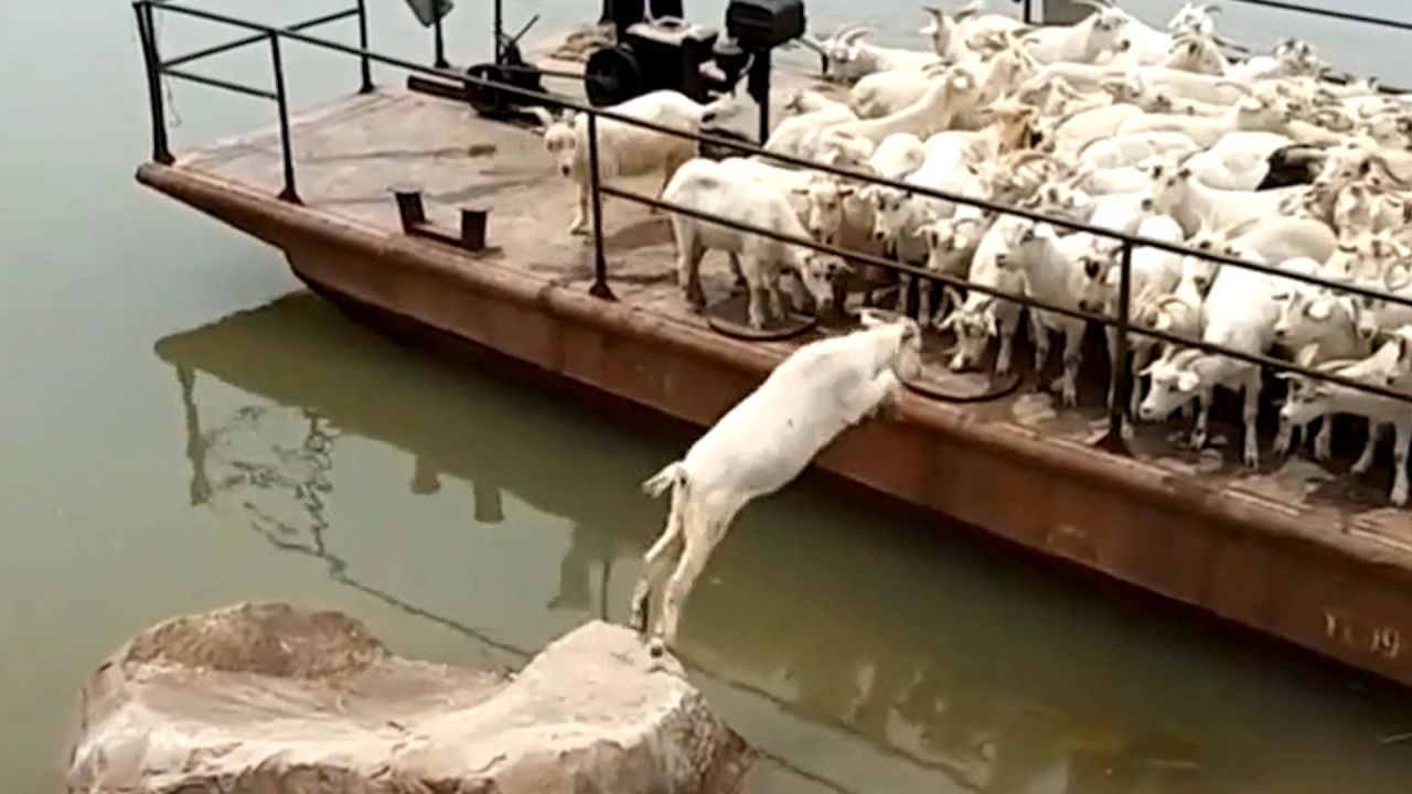 羊了个羊游戏攻略_小羊攻略_小羊过关游戏
