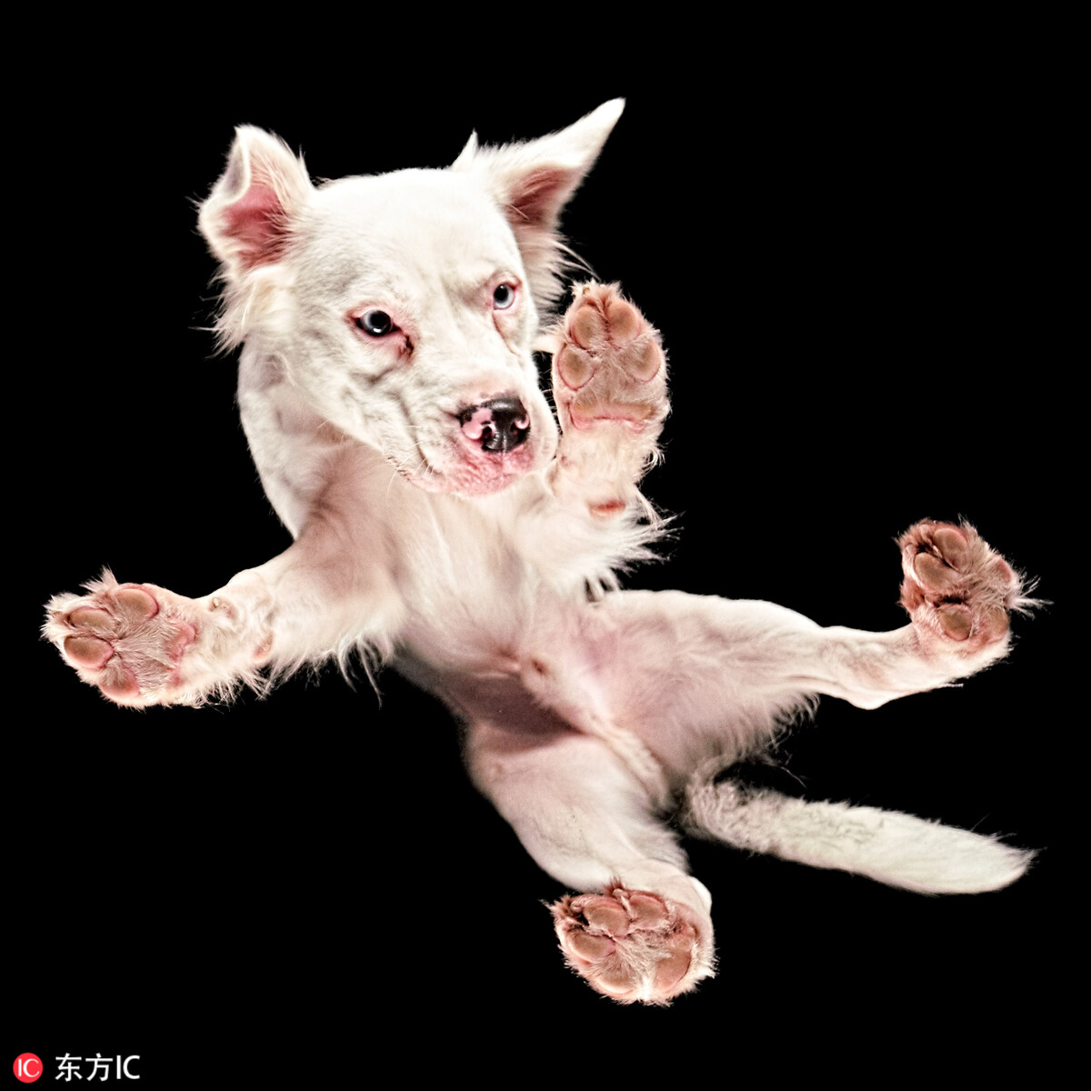 手机摄影宅家的萌宠游戏_萌宠拍摄_宠萌照片