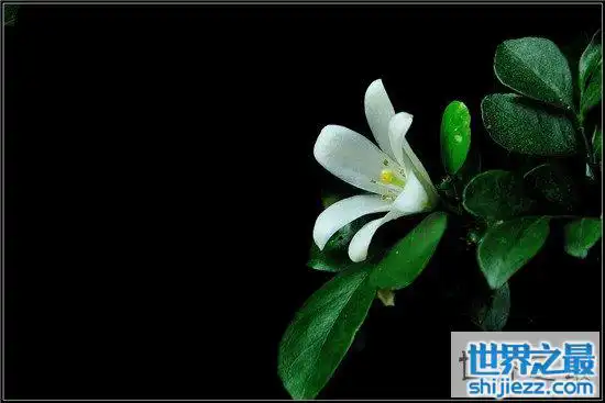 上木荔枝系列-上木荔枝:甜蜜多汁的盛夏诱惑 上木荔枝系列-上木荔枝:甜蜜多汁的盛夏诱惑