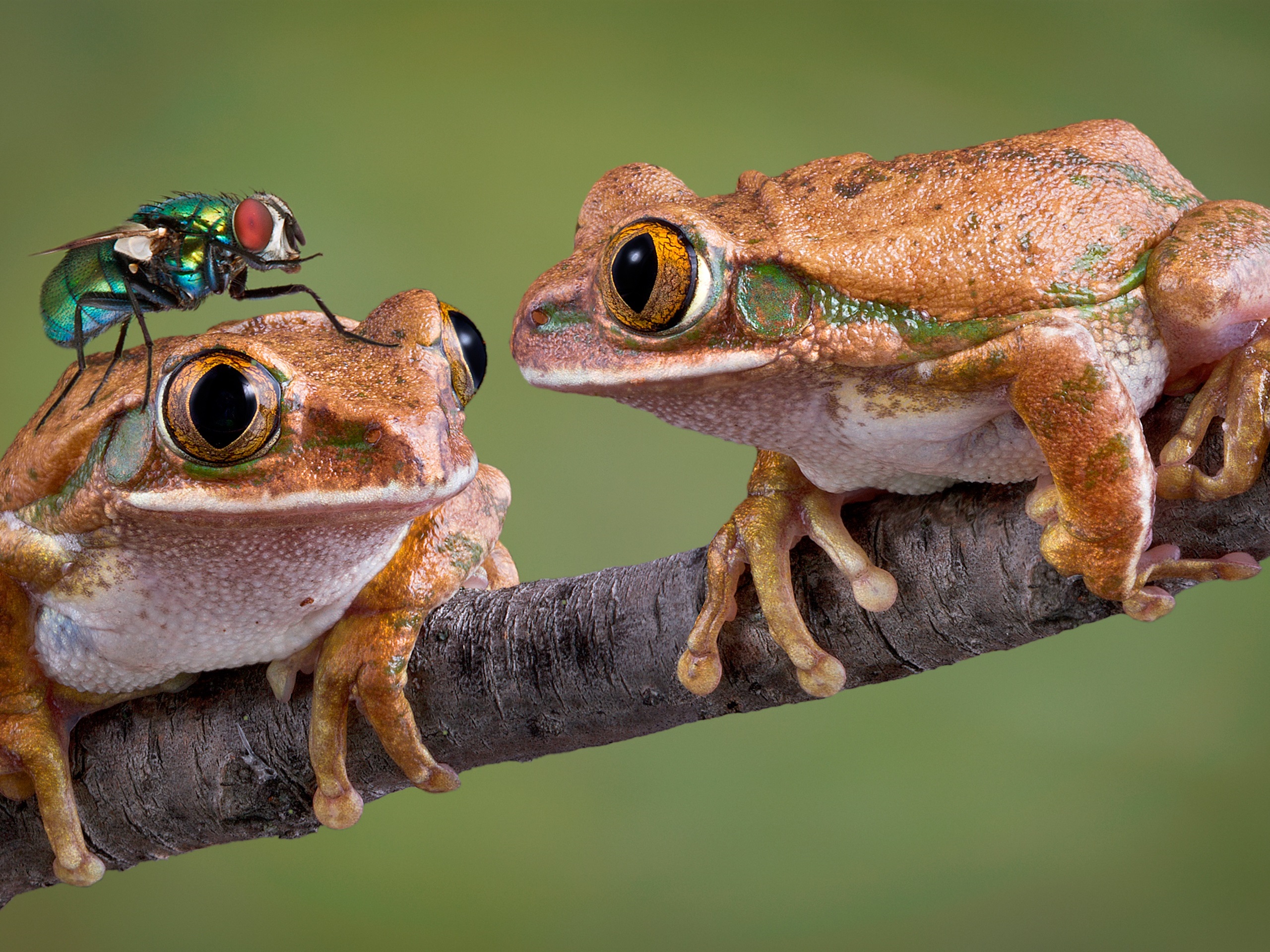 手机游戏青蛙吃肉-别再错过！青蛙吃肉高分技巧大揭秘