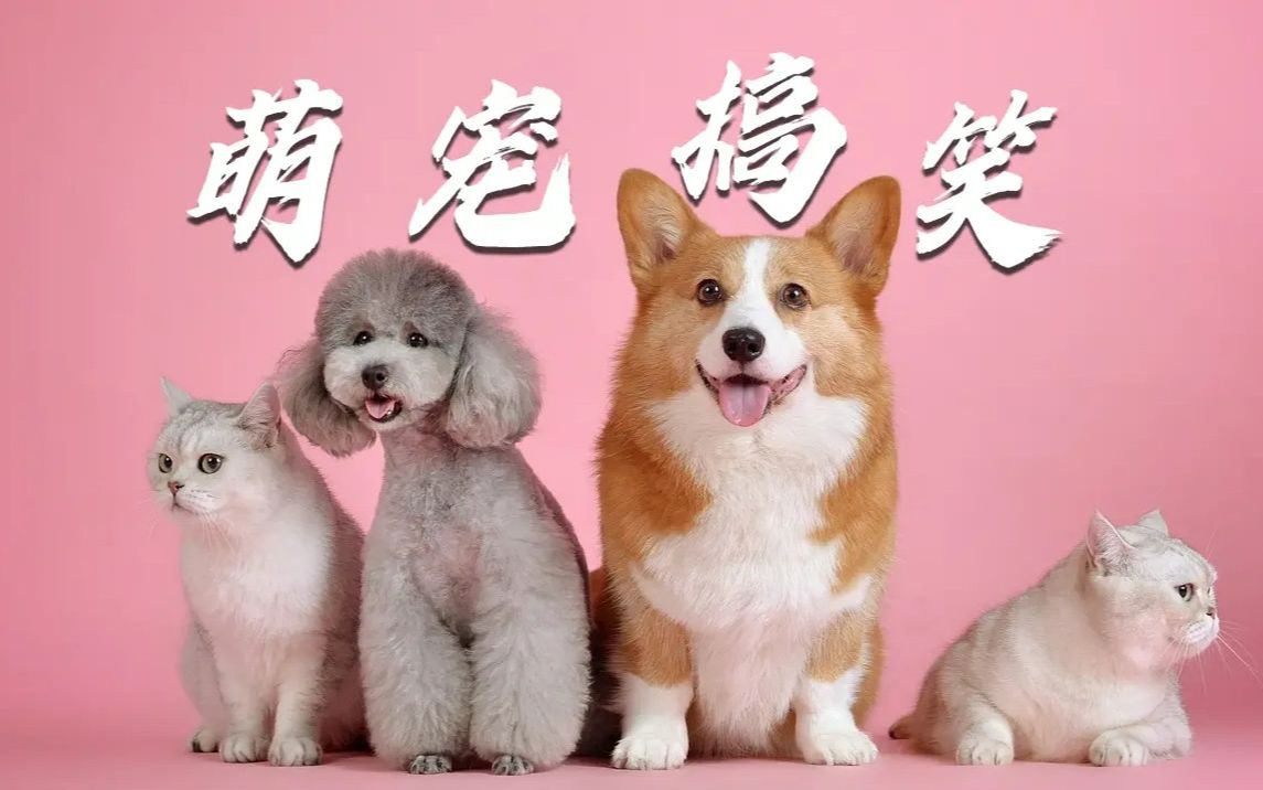 手机宠物小游戏_手机扔宠物游戏_扔宠物手机游戏有哪些