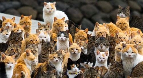 猫猫玩的手机游戏_手游猫app_手机游戏同款猫猫游戏